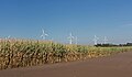 * Nomination between Höhenkorben and Nordhorn-Niedersachsen, maize panorama with modern windmills --Michielverbeek 21:55, 1 November 2016 (UTC) * Withdrawn Some perspective correction on the right would be welcome, also some black spots (insect/bird) on the sky --A.Savin 03:43, 2 November 2016 (UTC) I have found some spots and I have removed those ones. I did a perspective correction, but the result does not satisfy me. Thanks for review but sorry I withdraw. --Michielverbeek 21:20, 2 November 2016 (UTC)