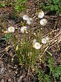 * Nomination Coltsfoot (Tussilago farfara) with fruits. --Bff 09:53, 23 September 2014 (UTC) * Promotion Good quality. --Pleclown 11:58, 30 September 2014 (UTC)