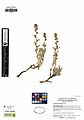 UC1755187 Artemisia spiciformis (8000373205).jpg