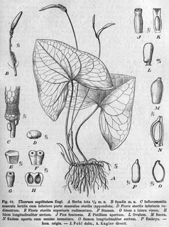 <i>Ulearum</i> Genus of flowering plants