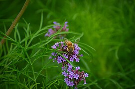 Une abeille (Apis mellifera) sur de la Verveine de Buenos Aires (Verbena bonariensis)