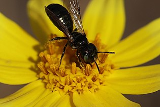 Unidentified Ceratina