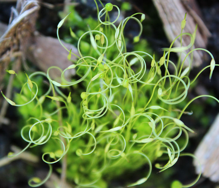 File:Unknown moss with fruiting bodies (14343657977).jpg