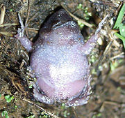 The white ventral surface of the smooth toadlet Uperoleia laevigata underbelly.jpg