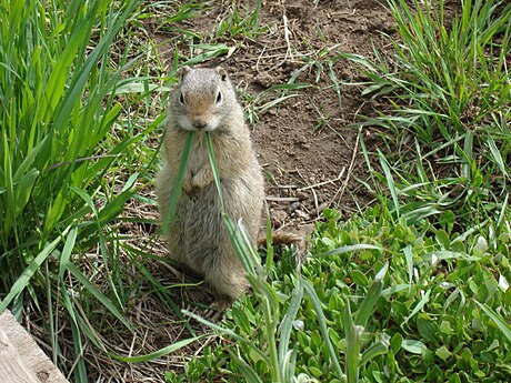 Wyoming ground squirrel