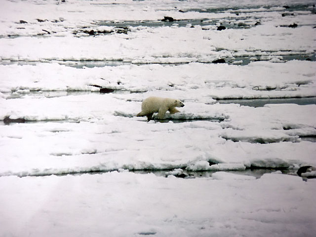 Polar bear walks on newly formed ice in early November at Hudson Bay.