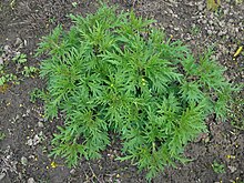 Urtica cannabina 2016-04-19 7865.JPG