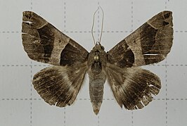 Dysgonia stuposa