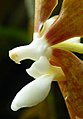 Vanda wightii Labellum