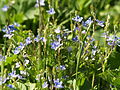 Germander Speedwell (Veronica chamaedrys)