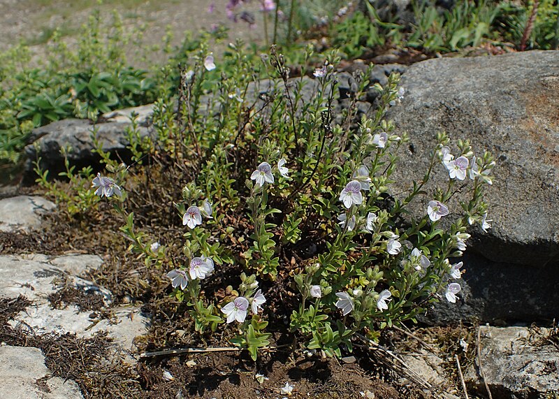 File:Veronica fruticulosa kz07.jpg