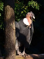 Vultur gryphus Zoo Amneville 28092014 1.jpg