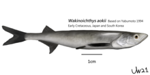 Wakinoichthys aokii.png