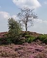 Wandeltocht door bloeiende heidevelden en zandverstuivingen van de Schaopedobbe (Schapenpoel).