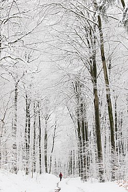 Lonely hiker in snowy Forest near Weiskirchen, Saarland, Germany