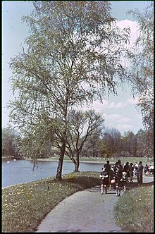 Birch trees in spring in a park in Warsaw, Poland (1939) Warszawa Polska 1939 Henryk Poddebski.jpg