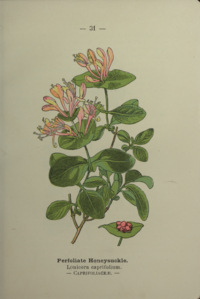 Plate 31 Lonicera caprifolium