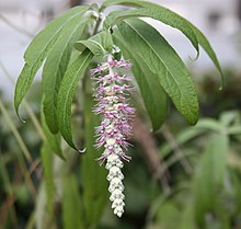 Weeping Rostrinucula - rostrinucula dependens (5651137007).jpg