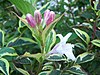 Weigela florida a4.jpg