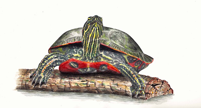 File:Western painted turtle.jpg