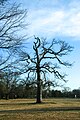 Westwood tract looking southwest from the corner of Westwood Ave. and Brook Rd.