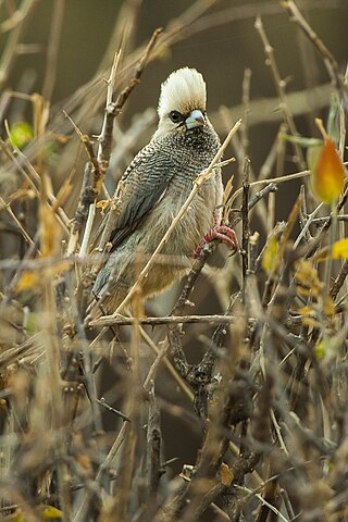 <span class="mw-page-title-main">White-headed mousebird</span> Species of bird