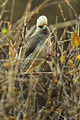 White-headed Mousebird - Samburu NH8O5520.jpg