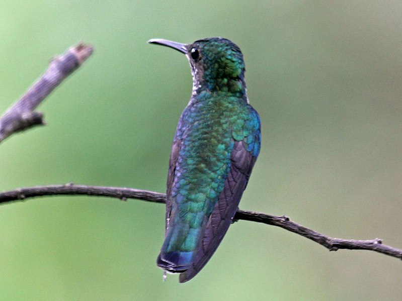 File:White-necked Jacobin female RWD4.jpg