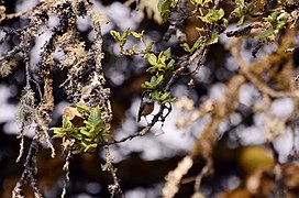 White-throated bushtit (Aegithalos niveogularis) JEG9985.jpg