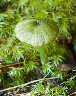 <i>Entoloma rodwayi</i> Species of fungus