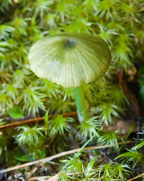 File:Wielangta Unidentified Fungus 5384.jpg