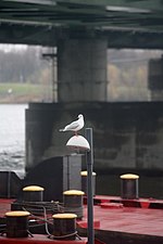 Chroicocephalus ridibundus in winter in Vienna