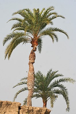 Wild Date Palm (Phoenix sylvestris) tree at Purbasthali W IMG 1494.jpg