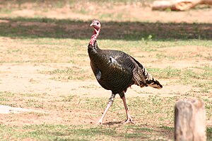 Wild Turkey