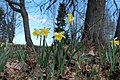Wild daffodils in Tartumaa last day of April 2022 01.jpg