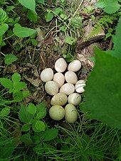 Nest in Ontario Wild turkey eggs from Ontario.jpg