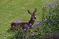 2014-04-14 A deer in the garden.