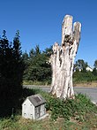 Albero di acero commemorativo di Wright