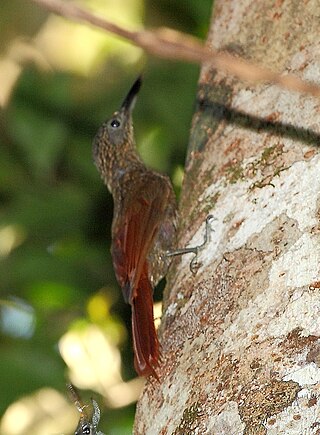 <span class="mw-page-title-main">Chestnut-rumped woodcreeper</span> Species of bird