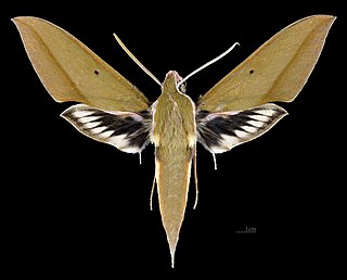 <i>Xylophanes schwartzi</i> Species of moth