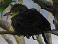 Yellow Hooded Blackbird Female.jpg