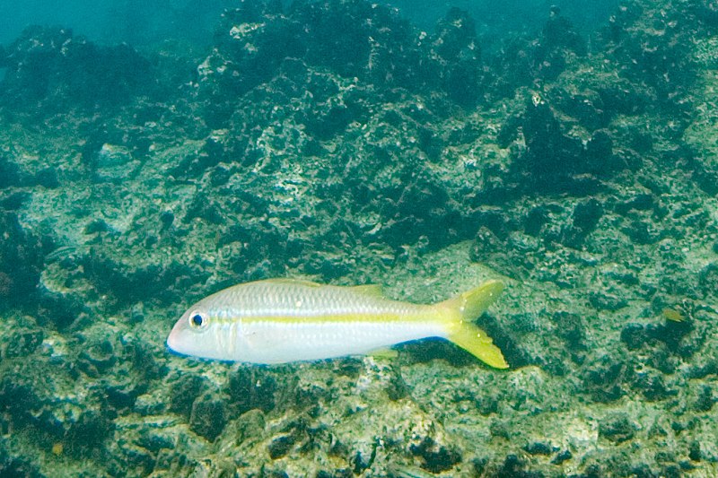 File:Yellowtail snapper Ocyurus chrysurus (3475245386).jpg