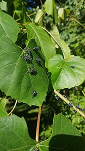 Spotted lanternfly nymphs on Vitis labrusca in Berks County, Pennsylvania, United States, in early July 2018 Young Spotted Lanternflies on Fox Grapes in Berks County, Pennsylvania.jpg