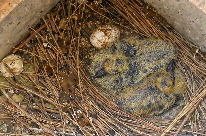 File:Young pigeon 1.jpg