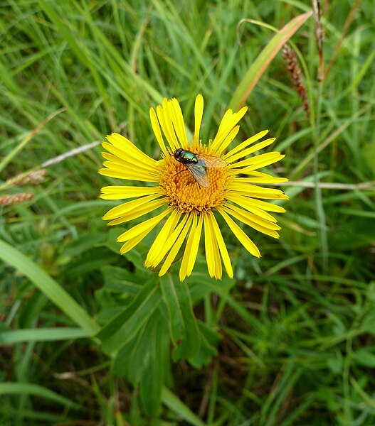 File:Zahrady pod Hájem 8 - Lucilia on Inula.JPG