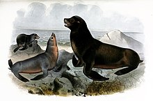 Lithography by Joseph Smit. Zalophus californianus J. Smit.jpg