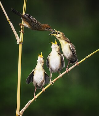 Time to Feed Photograph: Budi Santoso Adji