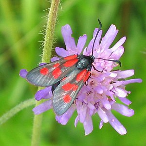 Little pentagonal ram (Zygaena viciae)