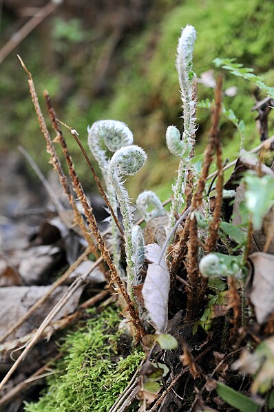 File:(Dryopteridaceae) Polystichum acrostichoides - 52725881034.jpg