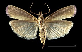 Oncocera semirubella – mounted specimen male ventral